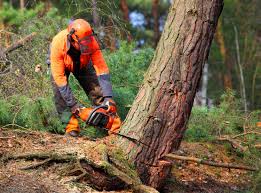Professional Tree Care in Yorktown, TX
