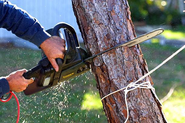 How Our Tree Care Process Works  in  Yorktown, TX