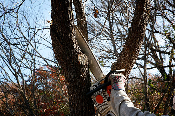 Lawn Watering Services in Yorktown, TX