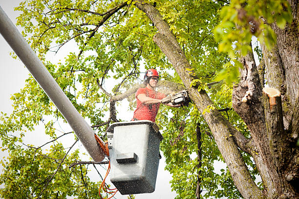 Professional Tree Care in Yorktown, TX