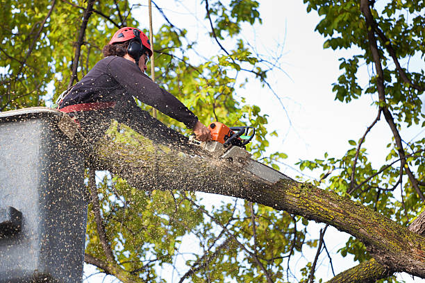 Best Palm Tree Trimming  in Yorktown, TX