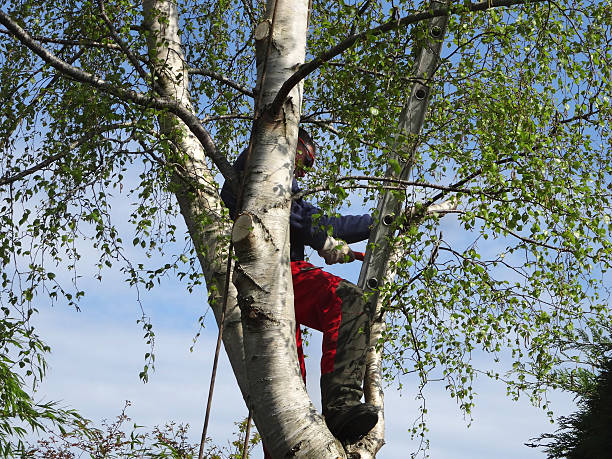 Best Tree Maintenance Programs  in Yorktown, TX