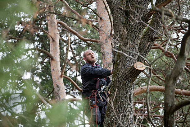 How Our Tree Care Process Works  in  Yorktown, TX