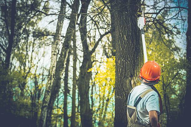 Best Storm Damage Tree Cleanup  in Yorktown, TX