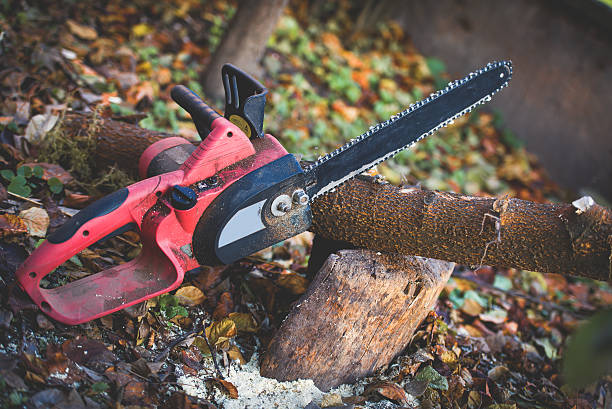 Best Tree Mulching  in Yorktown, TX